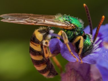 Green metallic sweat bee dives headfirst into purple flower for clipart