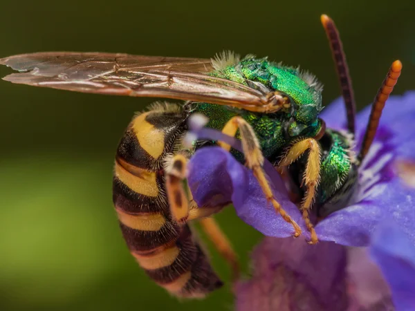 Abelha suor metálico verde mergulha de cabeça em flor roxa para — Fotografia de Stock