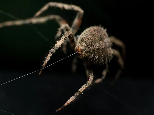 Orb Weaving spider lays out Web closeup from behind with black b — Stock Photo, Image