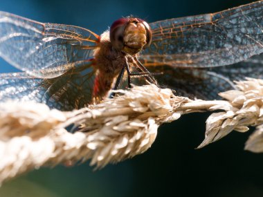 Kırmızı Dragofly Brown tahıl üzerinde örnek alıyor