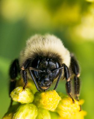 Sarı çiçek üzerinde parlak altın kürklü Bumble Bee