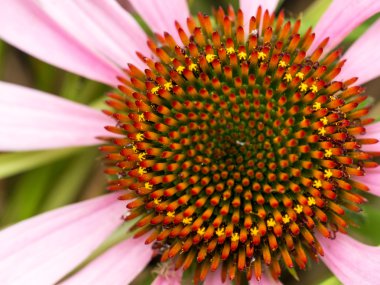 Echinachea yakından