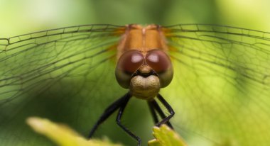 Yusufçuk kanatlı uzanan taraf portresi