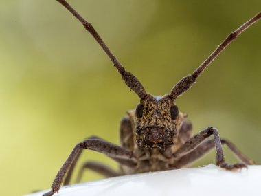 Longhorn böceği portre kırmızı ve mavi arka plan ile.