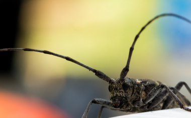 Longhorn böceği portre kırmızı, sarı ve mavi arka plan ile