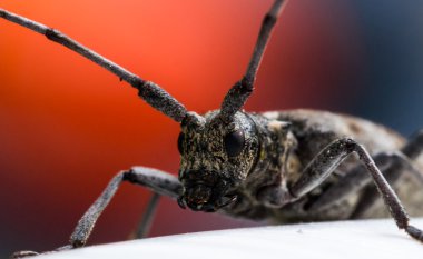 Longhorn Beetle kırmızı arka plan ile