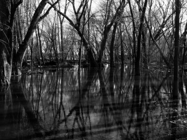Ağaçları ile sular altında Nehri