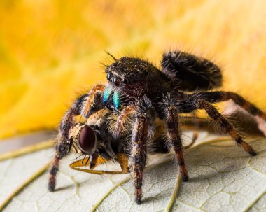 Örümcek atlama kara sinek kırmızı gözleriyle yiyor