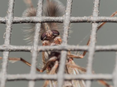 Tüylü Midge pencere ekran aracılığıyla