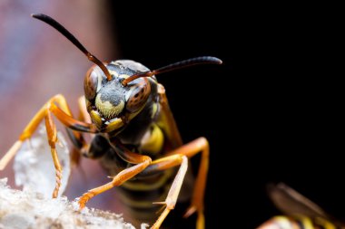 Kağıt eşekarısı yuvası koru