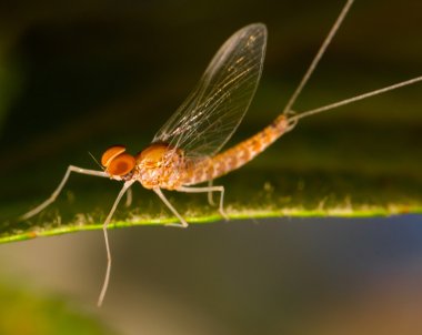 Yeşil yaprak üzerinde turuncu gözlü nedir