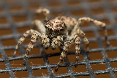 Örümcek yansıtıcı iri gözlü penceresi ekranda atlama