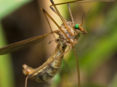 Parlak yeşil gözlü sinek (sivrisinek Hawk) vinç
