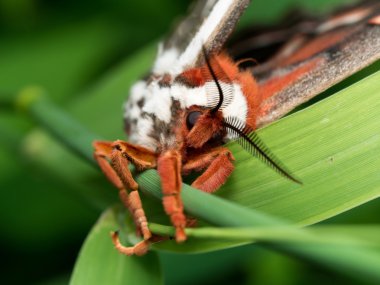 Turuncu, beyaz ve kahverengi dev ipek güve Önden Görünüm yeşil g