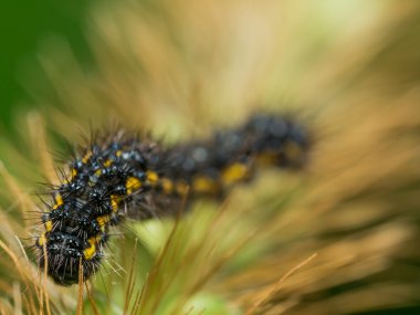 Siyah ve sarı Abboto'nın Sfenks güve Caterpillar altın ciğeri