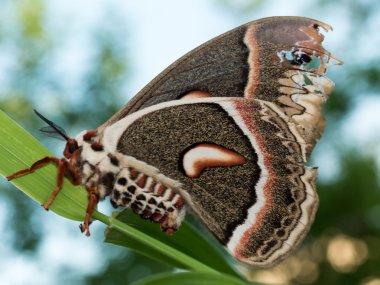 Profile view of orange, white and brown giant silk moth on green clipart