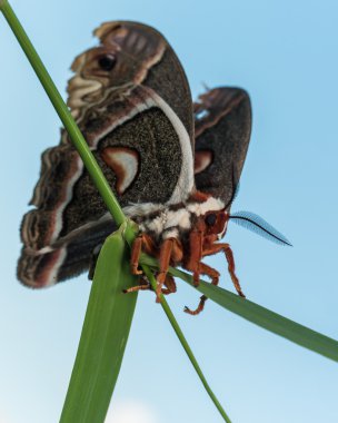 Profile view of orange, white and brown giant silk moth on green clipart