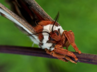 front view of orange, white and brown giant silk moth clipart