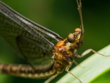Yeşil çimenlerin üzerinde kahverengi nedir closeup