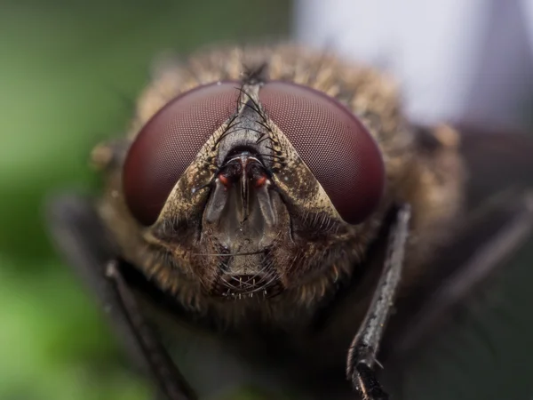 Close Up Retrato de Brown Housefly com olhos vermelhos — Fotografia de Stock