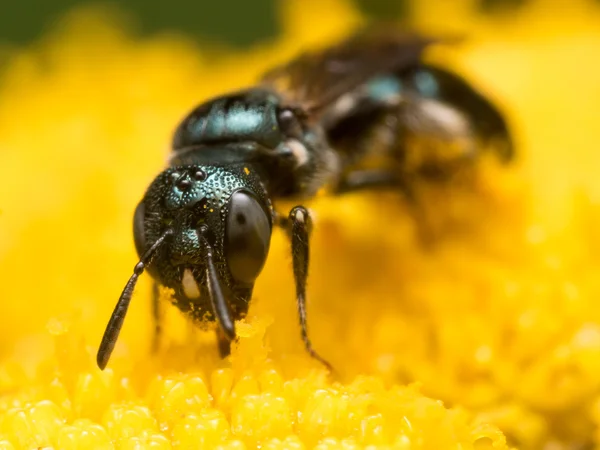 Elölnézet, sötét zöld metál verejték méh sárga virág — Stock Fotó