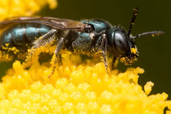 노란 꽃에 어두운 녹색 금속 땀 꿀벌의 프로필 보기 — 스톡 사진