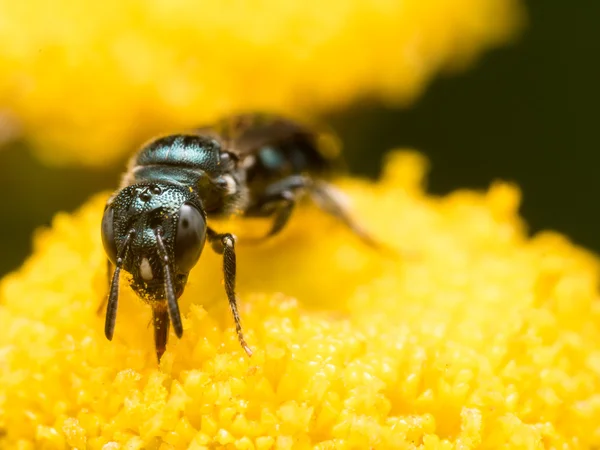 노란 꽃에 어두운 녹색 금속 땀 꿀벌의 전면 보기 — 스톡 사진