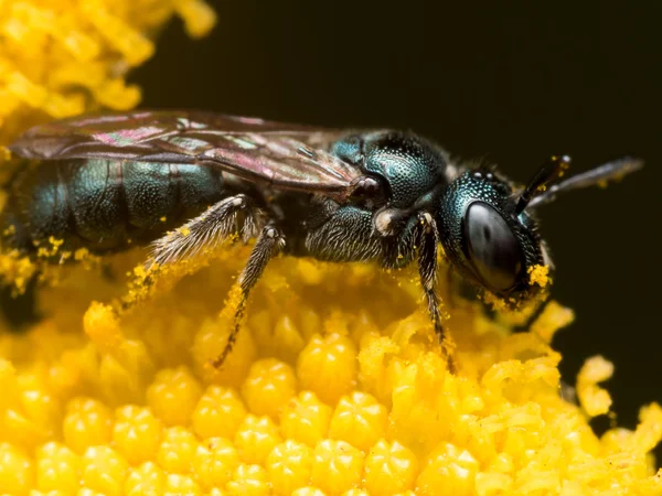 Vista do perfil da abelha suor metálico verde escuro na flor amarela — Fotografia de Stock