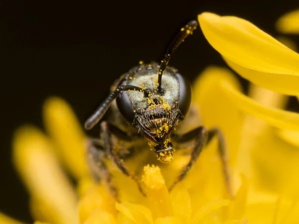 Σκοτεινή μέλισσα ιδρώτα εξάγει γύρη από ένα κίτρινο λουλούδι — Φωτογραφία Αρχείου
