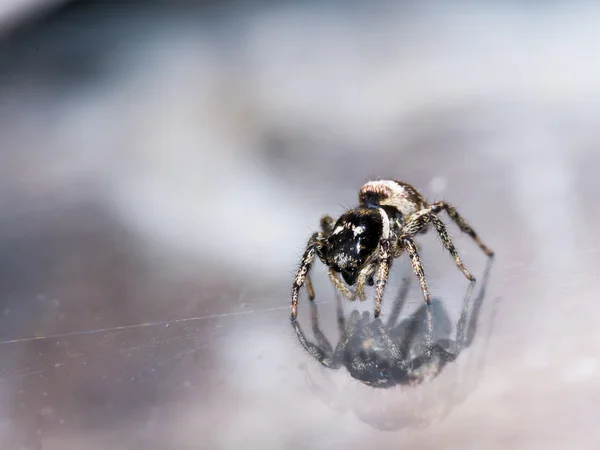 Kleine springen Spider ziet reflectie in glas — Stockfoto