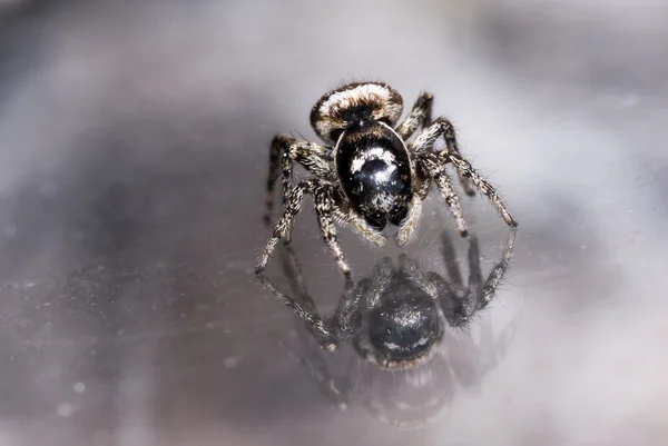 Kleine springen Spider ziet reflectie in glas — Stockfoto