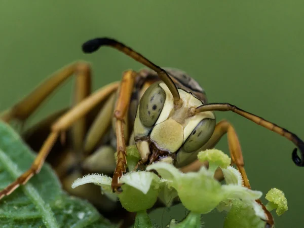 Avispa con ojos manchados verdes extrae polen de flor verde — Foto de Stock