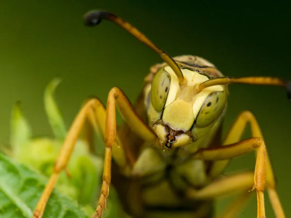 Avispa con ojos manchados verdes en hojas verdes — Foto de Stock