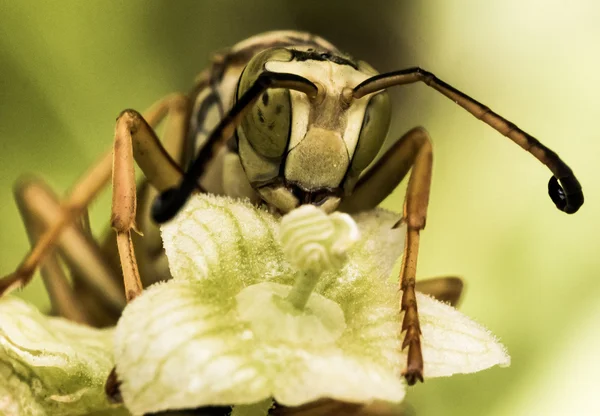 Wasp with Green Spotted Eyes on Green Flower — Stock Photo, Image