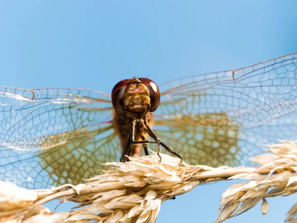 Rouge Dragofly lève les yeux sur le grain brun — Photo