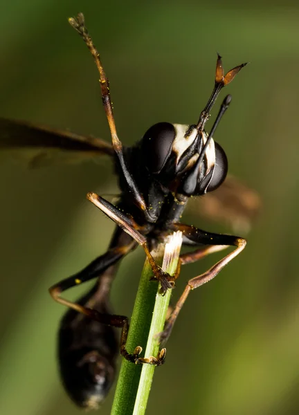 Avispa negra con ala rota en planta verde — Foto de Stock