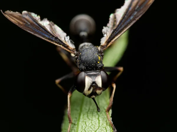 Kırık kanadı yeşil bitki üzerinde siyah Wasp