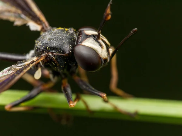 Black Wasp with Broken Wing on Green Plant — Stock Photo, Image