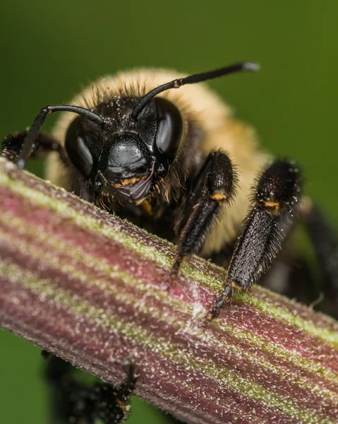 Hummel mit leuchtend goldenem Fell — Stockfoto