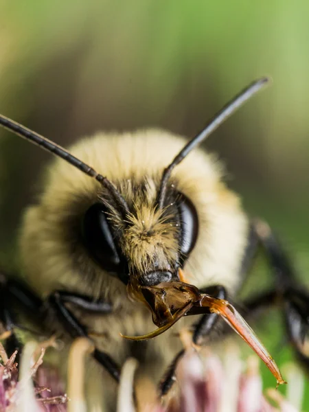 Fuzzy Yellow Bumble Bee mostra partes vermelhas da boca — Fotografia de Stock