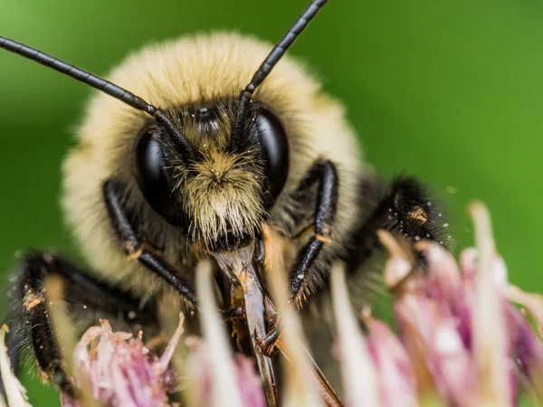 Fuzzy sárga Bumble Bee mutatja ki piros Mouthparts — Stock Fotó