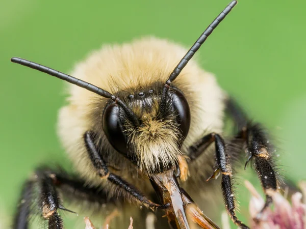 Fuzzy sárga Bumble Bee mutatja ki piros Mouthparts — Stock Fotó