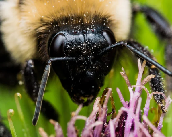 Närbild på Bumble Bee på lila blomma — Stockfoto