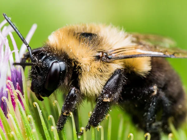 Profil der Hummel auf grüner Blume — Stockfoto