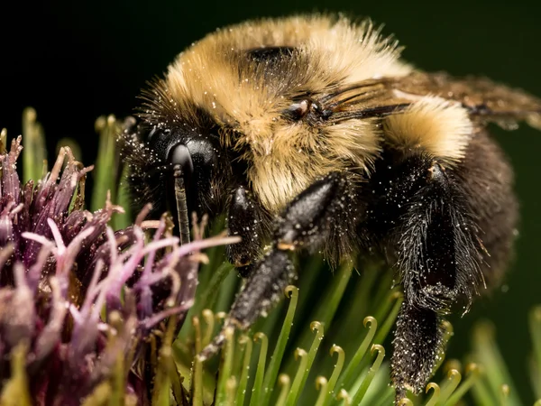 Bumble bee profil, zöld és lila virág — Stock Fotó