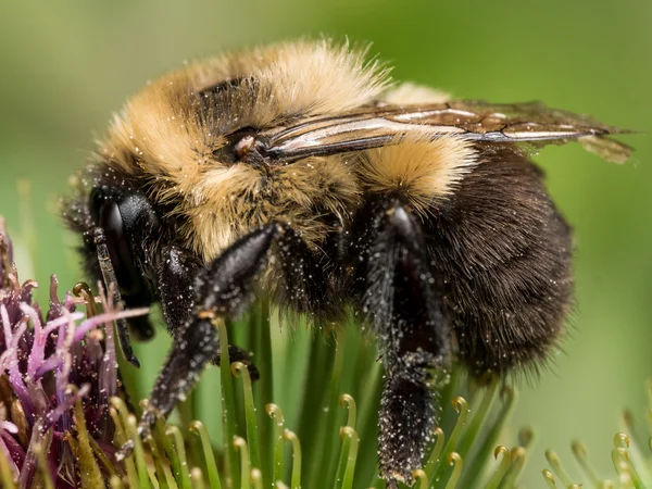 Bumble bee profil sayfası yeşil ve mor çiçek — Stok fotoğraf