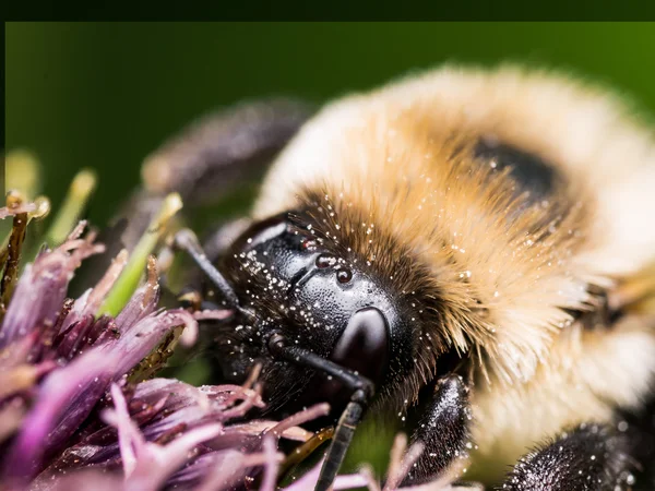 Közelkép Bumble Bee lila virág — Stock Fotó