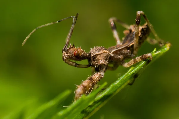 Spined Assassin Bug op groen blad — Stockfoto