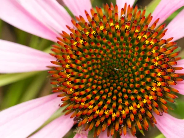 Echinachea yakından
