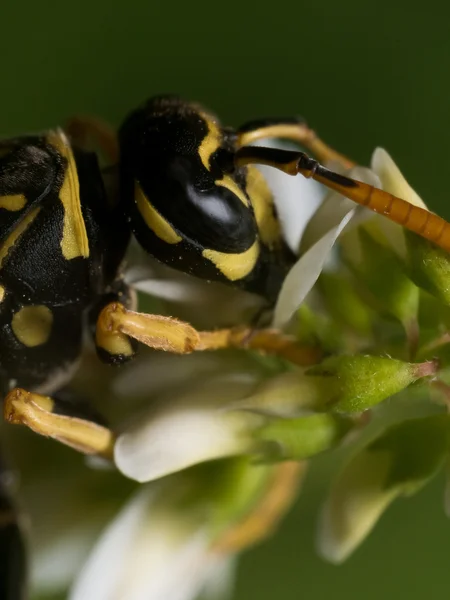 Wasp witht Black Eyes Extracts Pollen from Flower — Stock Photo, Image